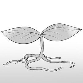社畜おじさん触手を買うの登場人物 宇宙植物の紹介